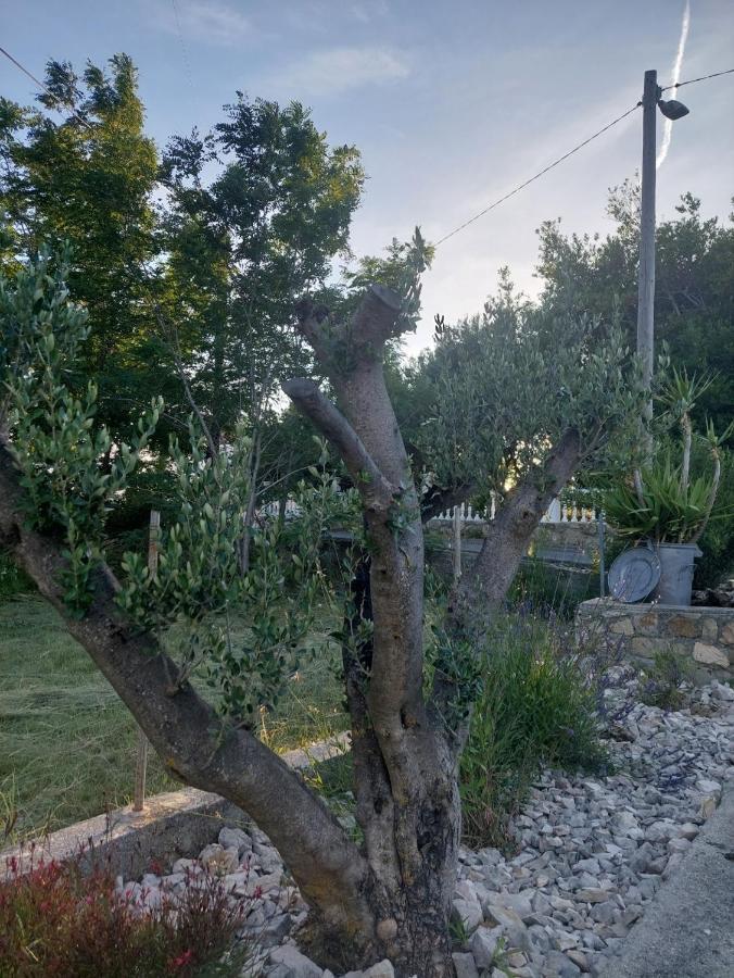 Novouredeni Apartman Marko Mundanije Esterno foto